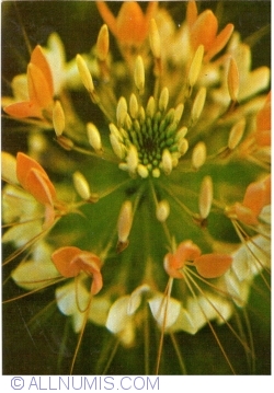 Image #1 of Flowers