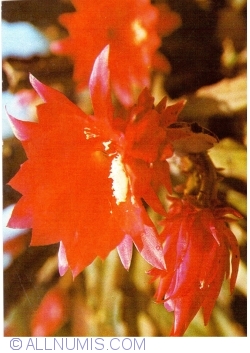 Image #1 of Flori