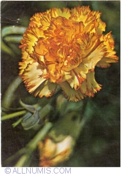 Image #1 of Garoafă (1973)