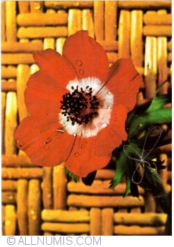 Image #1 of Anemone (1973)
