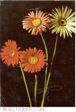 Image #1 of Flowers (1973)