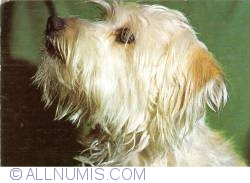 Image #1 of Irish Glen Of lmaal Terrier
