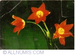 Image #1 of Tulips