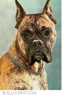 Image #1 of Boxer