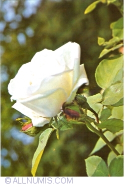 Image #1 of Trandafir