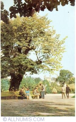 Iaşi - Eminescu's linden tree