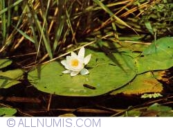 Image #2 of Water lily
