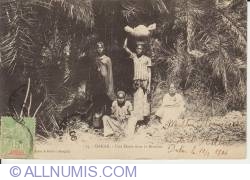 Dakar - Jungle oasis - 1906