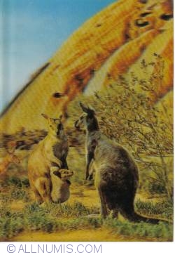 Image #1 of Kangaroos