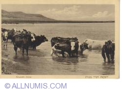 Kinereth-Cows in the Dead Sea