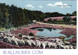 Image #2 of Heringsdorf - Sheep herd
