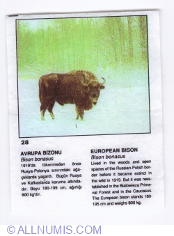 Image #1 of 28 - Bizonul (Bison bonasus)