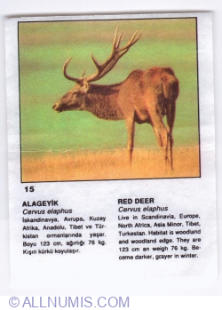 15 - Red Deer (Cervus elaphus)