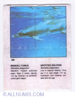 Image #1 of 29 - Spotted dolphin (Stenella plagiodon)