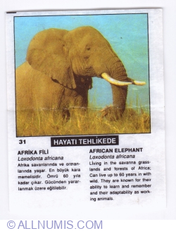 Image #1 of 31 - Elefantul african (Loxodonta africana)