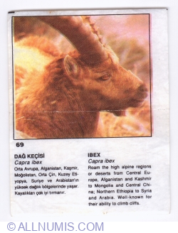 Image #1 of 69 - Ibex (Capra ibex)