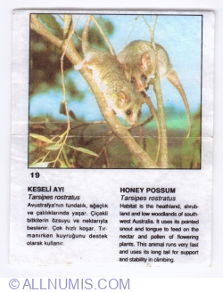 Image #1 of 19 - Honey Possum (Tarsipes rostratus)