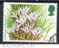 18 Pence - Dendrobium hellwigianum