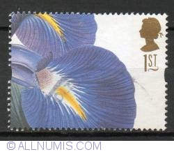 1st - Iris latifolia (Ehret)