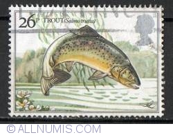26 Pence Trout