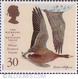 30 Pence - White fronted Goose