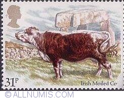 Image #1 of 31 Pence Irish Moiled Cow