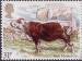 1 : 31 Pence Irish Moiled Cow