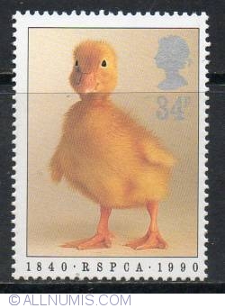 Image #1 of 34 Pence - Duckling