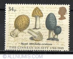Image #1 of 34 Pence - Morchella esculenta (James Sowerby)