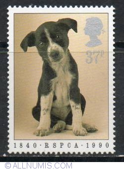 Image #1 of 37 Pence - Puppy