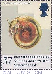 Image #1 of 37 Pence - Shining Ram's-horn Snail