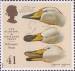 1 : 41 Pence - Whooper Swan