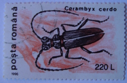 Image #1 of 220 Lei - Cerambyx cerdo