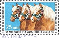 Image #1 of 25 Pfennig - Haflinger breed horses