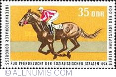 Image #1 of 35 Pfennig - British thoroughbred race horse