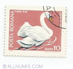 Image #1 of 10 Bani - Mute Swan (Cygnus olor)