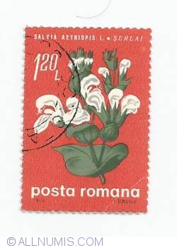 Image #1 of 1.20 Lei - Salvia aethiopis L.