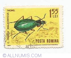 1.55 Lei - Ground Beetle (Carabus fabricii malachiticus)