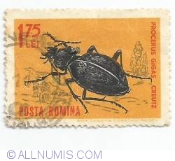 1.75 Lei - Ground Beetle (Carabus gigas)