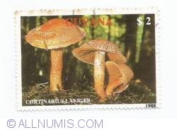Image #1 of 2 dollar - Cortinarius laniger