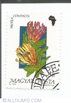 Image #1 of 3 Forint - Protea compacta