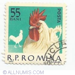 55 Bani - Rooster