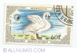 60 Mongo - Cygnus olor