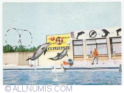 Image #1 of Constanța - Dolphin Show at Dolphinarium