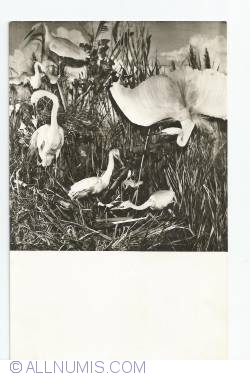 Image #1 of Group egrets  - Natural History Museum  Grigore Antipa