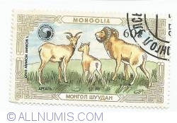 60 Mongo - Ovis ammon