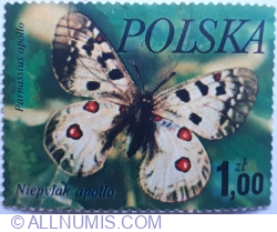 1 Zloty 1977 - Niepylak Apollo (Parnassius apollo)