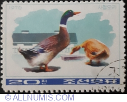 Image #1 of 20 Chon 1976 - Domestic Duck (Anas platyrhynchos domestica)