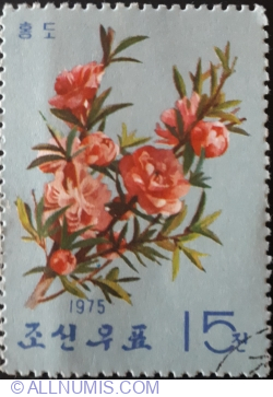 15 Chon 1975 - Piersica rosie