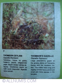 Image #1 of 7 - Gazela lui Thomson (Gazella thomsoni)